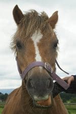 Meet the Pony - Ben