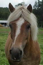 Meet the Pony - Charlie