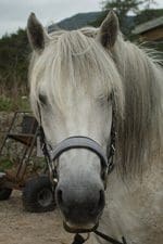 Meet the Pony - Isabella