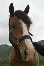 Meet the Pony - Kelpie