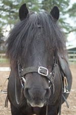 Meet the Pony - Nasher