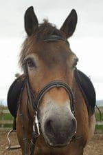 Meet the Pony - Penguin