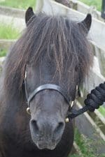 Meet the Pony - Pepsi