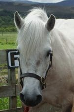 Meet the Pony - Tess