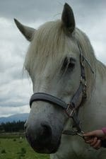 Meet the Pony - blue