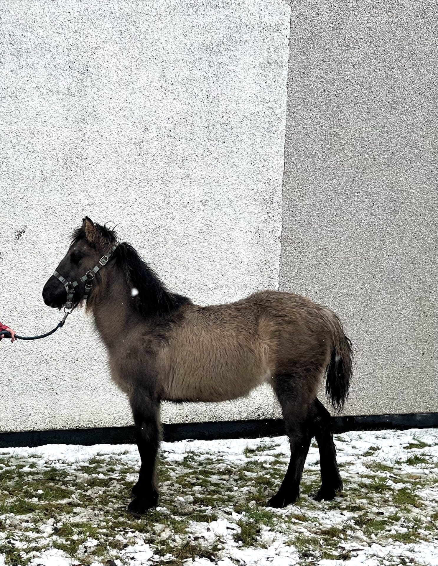 Highland Horse Fun