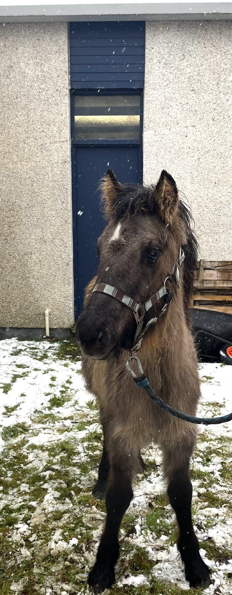 Highland Horse Fun